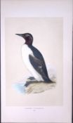 Ringed Guillemot Bird- Rev Morris First Edition Antique Woodblock Engraving-177