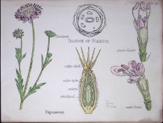 Dipsacaceae Botanical Flower Diagram Rare Antique First Edition Illustration-49