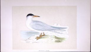 Common Tern Bird- Rev Morris First Edition Antique Woodblock Engraving-189