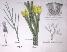 Algae Botanical Flower Plant Diagram Rare Antique First Edition Illustration-109