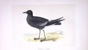 Wilson’s Petrel Bird- Rev Morris First Edition Antique Woodblock Engraving-223