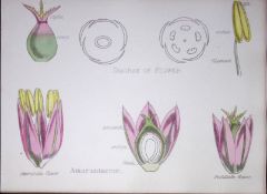Amaranthaceae Botanical Flower Diagram Rare Antique First Edition Illustration-69