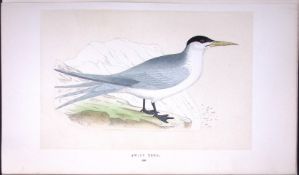 Swift Tern Bird- Rev Morris First Edition Antique Woodblock Engraving-193