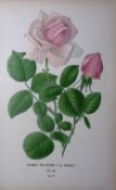 Hybrid Tea Rose Edward Step Rare Antique Botanical Book Plate-76