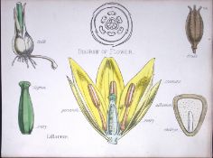 Lily Family Botanical Flower Diagram Rare Antique First Edition Illustration-96