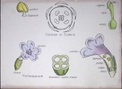 Verbenas Botanical Flower Diagram Rare Antique First Edition Illustration-66