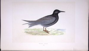 Black Tern Bird- Rev Morris First Edition Antique Woodblock Engraving-195
