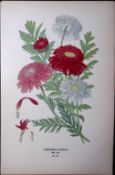 Painted or Persian Daisy Edward Step Rare Antique Botanical Book Plate-151
