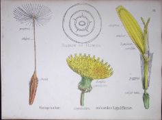 Sunflower Botanical Flower Diagram Rare Antique First Edition Illustration-52