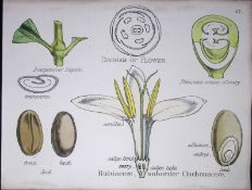 Rubiaceous Cinchona Botanical Flower Diagram Rare Antique First Edition Illustration-47