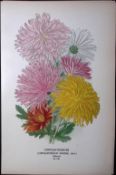 Chrysanthemums Edward Step Rare Antique Botanical Book Plate-148