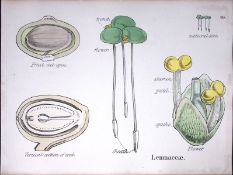 Duckweeds Botanical Flower Diagram Rare Antique First Edition Illustration-90