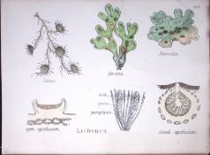 Liehenes Botanical Flower Diagram Rare Antique First Edition Illustration-107