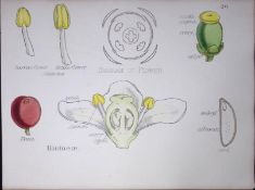 Llicineae Botanical Flower Diagram Rare Antique First Edition Illustration-20