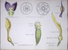 Birthwort Family Botanical Flower Diagram Rare Antique First Edition Illustration-75