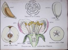 The Rose Family Botanical Flower Diagram Rare Antique First Edition Illustration-29