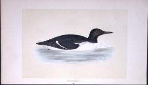 Guillemot Bird- Rev Morris First Edition Antique Woodblock Engraving-175