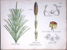 Horsetail Family Botanical Flower Diagram Rare Antique First Edition Illustration-104