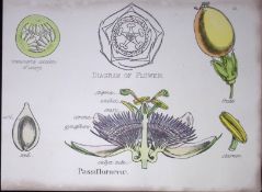 Passion Flowers Botanical Flower Diagram Rare Antique First Edition Illustration-39