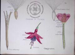 Evening Primroses Botanical Flower Diagram Rare Antique First Edition Illustration-36