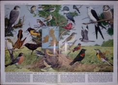 American Land Birds Which has been Seen in The British Isles 1964- Double Page