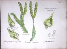 Lycopodiaceae Botanical Flower Diagram Rare Antique First Edition Illustration-105