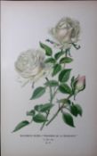 Bourbon Rose Edward Step Rare Antique Botanical Book Plate-77