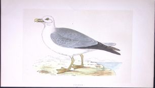 Fulmar Bird- Rev Morris First Edition Antique Woodblock Engraving-221