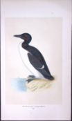Brunnich’s Guillemot Bird- Rev Morris First Edition Antique Woodblock Engraving-176
