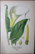 Trumpet or Arum-Lily Edward Step Rare Antique Botanical Book Plate-295