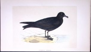 Bulwer’s Petrel Bird- Rev Morris First Edition Antique Woodblock Engraving-222