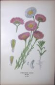 Pink Paper Daisy Edward Step Rare Antique Botanical Book Plate-136
