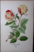 Tea Rose Safrano Edward Step Rare Antique Botanical Book Plate-75