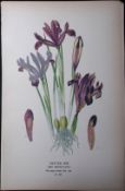 Nettled Iris Edward Step Rare Antique Botanical Book Plate-253
