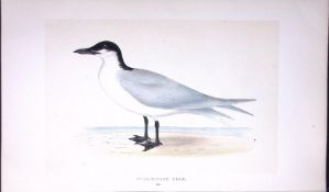 Gull-Billed Tern Bird- Rev Morris First Edition Antique Woodblock Engraving-192