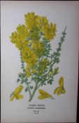 Canary Broom Edward Step Rare Antique Botanical Book Plate-65