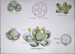 Chenopodioideae Botanical Flower Diagram Rare Antique First Edition Illustration-68