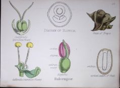 Water Milfoils Botanical Flower Diagram Rare Antique First Edition Illustration-37