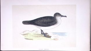 Dusky Petrel Bird- Rev Morris First Edition Antique Woodblock Engraving-219
