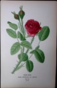 Moss Rose Edward Step Rare Antique Botanical Book Plate-82