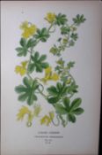 Canary Creeper Edward Step Rare Antique Botanical Book Plate-58