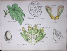 Acerineae Botanical Flower Diagram Rare Antique First Edition Illustration-24