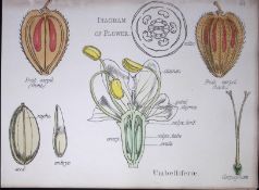 Umbellifers Botanical Flower Diagram Rare Antique First Edition Illustration-40
