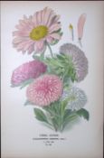 China Asters Edward Step Rare Antique Botanical Book Plate-132