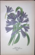 African Lily Edward Step Rare Antique Botanical Book Plate-274