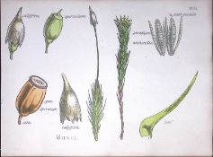 Musei Botanical Flower Diagram Rare Antique First Edition Illustration-106