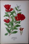Pomegranate Edward Step Rare Antique Botanical Book Plate-101