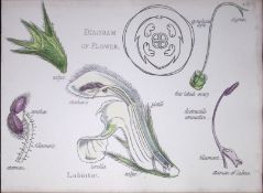 Mint-Sage Botanical Flower Diagram Rare Antique First Edition Illustration-65