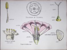 Morning Glory Botanical Flower Diagram Rare Antique First Edition Illustration-59