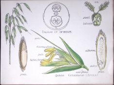 Spikelet Grass Botanical Flower Diagram Rare Antique First Edition Illustration-101